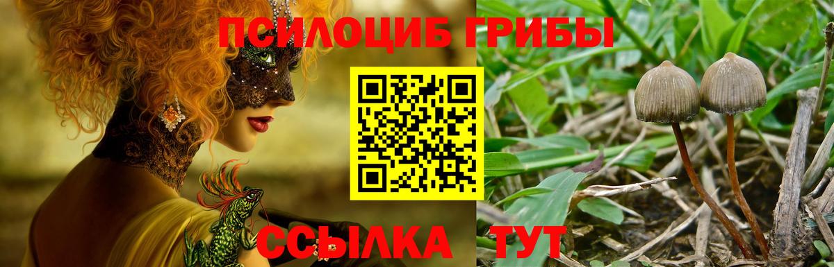 Галлюциногенные грибы Psilocybe Семилуки